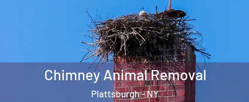 Chimney Animal Removal Plattsburgh - NY